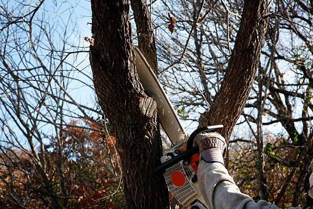 Northgate, OH Tree Services Company